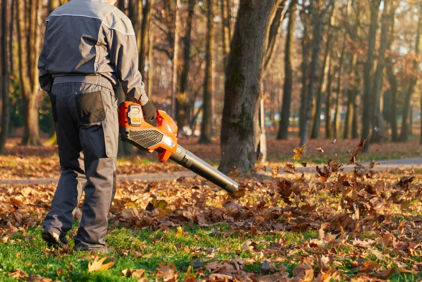Professional Tree Removal